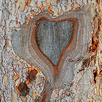 tree heart