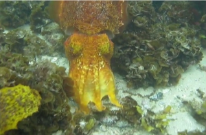 hg cuttlefish